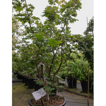 ACER japonicum VITIFOLIUM En pot de 35-50 litres