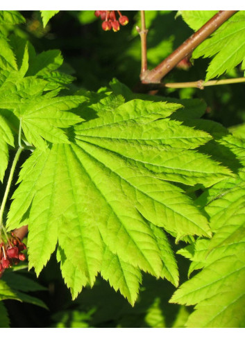 ACER japonicum VITIFOLIUM