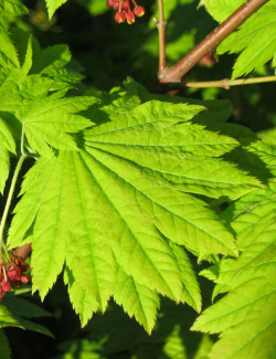 ACER japonicum VITIFOLIUM