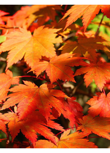 ACER japonicum VITIFOLIUM