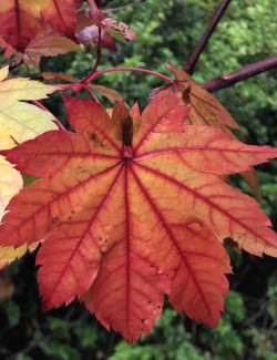 ACER japonicum VITIFOLIUM