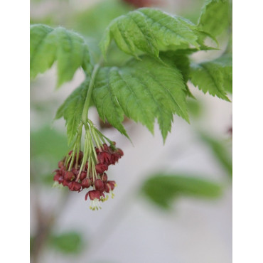 ACER japonicum VITIFOLIUM