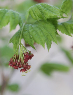 ACER japonicum VITIFOLIUM