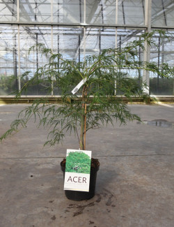 ACER palmatum DISSECTUM En pot de 4-5 litres buisson hauteur 030-040 cm