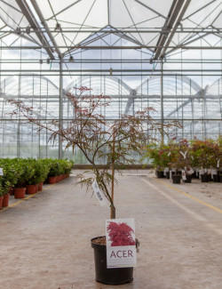 ACER palmatum DISSECTUM GARNET En pot de 4-5 litres buisson hauteur 030-040 cm