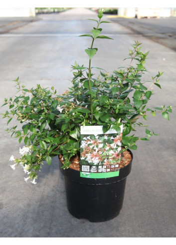 ABELIA grandiflora En pot de 3-4 litres buisson hauteur 020-030 cm