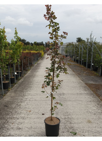 ACER campestre RED SHINE En pot de 12-15 litres forme baliveau