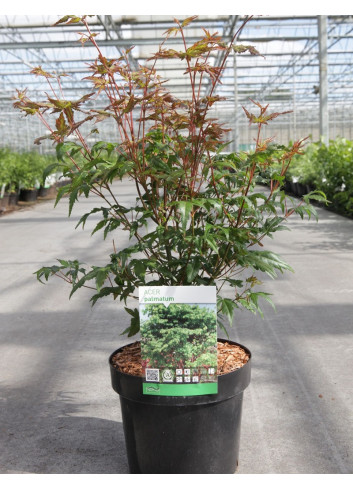 ACER palmatum En pot de 3-4 litres buisson hauteur 040-060 cm