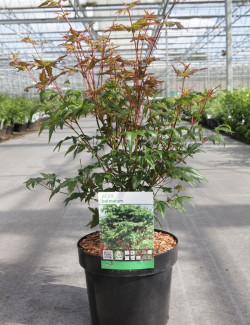 ACER palmatum En pot de 3-4 litres buisson hauteur 040-060 cm