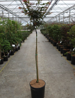 ACER palmatum SHAINA En pot de 15-20 litres tige hauteur du tronc 090-110 cm