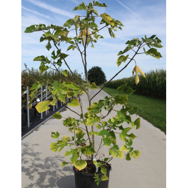 BROUSSONETIA papyrifera En pot de 15-20 litres buisson hauteur 080-100 cm