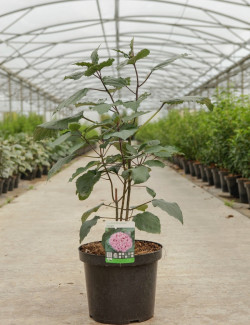 CLERODENDRUM bungei En pot de 10-12 litres En pot de 10-12 litres buisson hauteur 060-080 cm