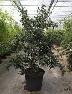 CAMELLIA sasanqua ROSE En pot de 35-50 litres