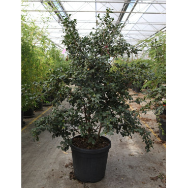 CAMELLIA sasanqua ROUGE En pot de 35-50 litres