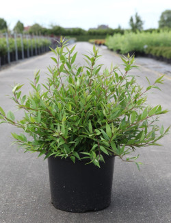 DEUTZIA gracilis NIKKO En pot de 10-12 litres buisson hauteur 040-060 cm