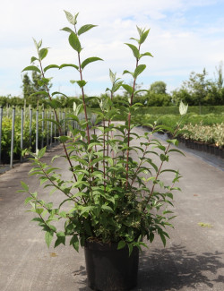 DEUTZIA hybrida MONT ROSE En pot de 10-12 litres buisson hauteur 080-100 cm