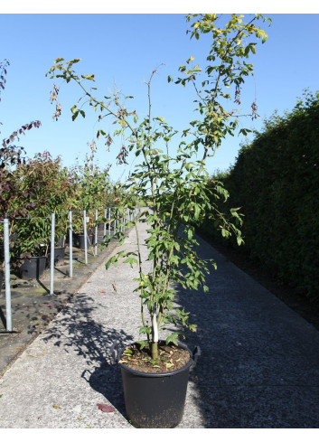 LABURNUM watereri VOSSII En pot de 25-30 litres