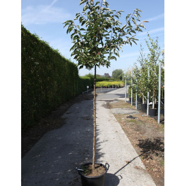 MALUS SUGAR TYME En pot de 30-35 litres forme tige hauteur du tronc 180-200 cm