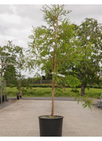 METASEQUOIA glyptostroboides En pot de 15-20 litres