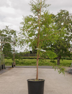 METASEQUOIA glyptostroboides En pot de 15-20 litres
