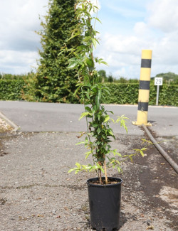 ROSA banksiae ROSEA En pot de 4-5 litres