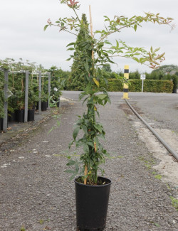 ROSA banksiae ROSEA En pot de 10-12 litres