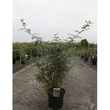 RUBUS thibetanus En pot de 10-12 litres