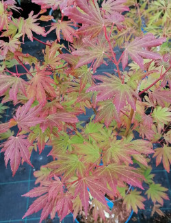 ACER pseudosieboldianum ARTIC JADE