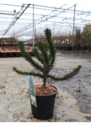 ARAUCARIA araucana En pot de 7-10 litres hauteur 040-050 cm