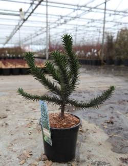 desespoir-du-singe-araucaria-araucana-4.jpg