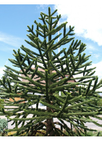 ARAUCARIA araucana