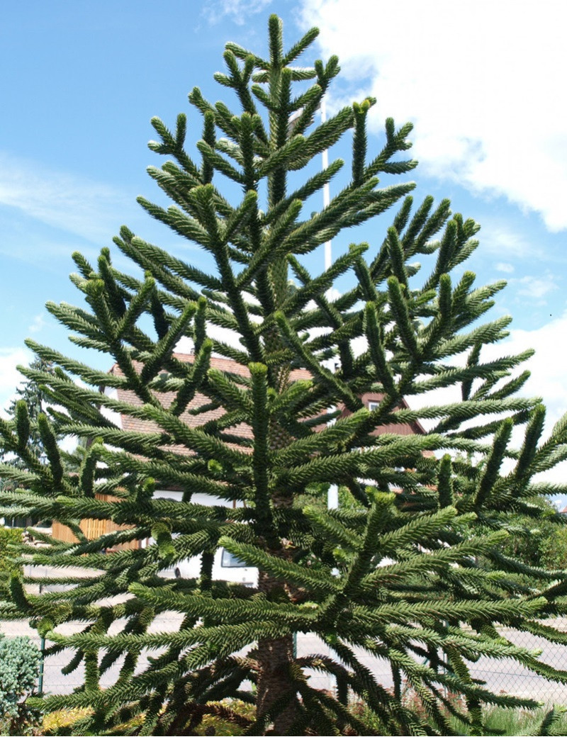 ARAUCARIA araucana