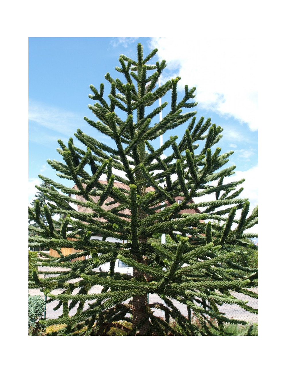 ARAUCARIA araucana