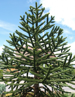 desespoir-du-singe-araucaria-araucana.jpg