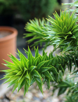 desespoir-du-singe-araucaria-araucana-1.jpg