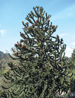ARAUCARIA araucana