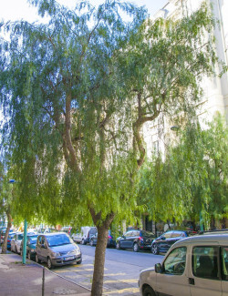 ZANTHOXYLUM simulans