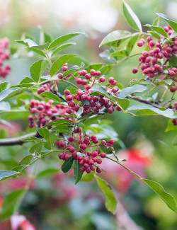 ZANTHOXYLUM simulans