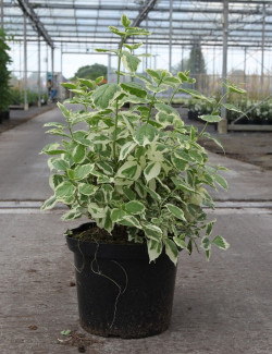 PHILADELPHUS coronarius VARIEGATUS En pot de 10-12 litres buisson hauteur 060-080 cm