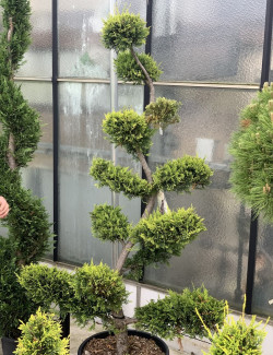 Bonsaï de jardin - CUPRESSOCYPARIS leylandii CASTLEWELLAN GOLD