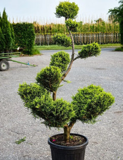 Bonsaï de jardin - CUPRESSOCYPARIS leylandii CASTLEWELLAN GOLD