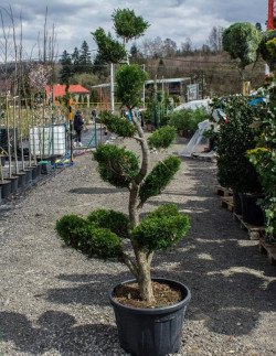 CUPRESSOCYPARIS leylandii En pot forme bonsaï