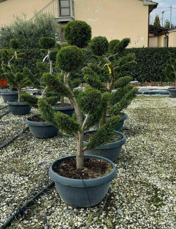 CUPRESSOCYPARIS leylandii En pot forme bonsaï