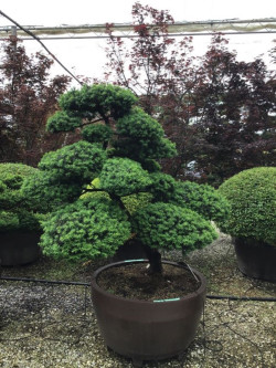 Bonsaï de jardin - TAXUS baccata