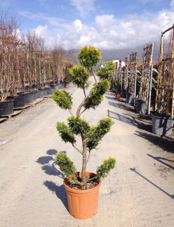 Bonsaï de jardin - CUPRESSOCYPARIS leylandii Gold Rider