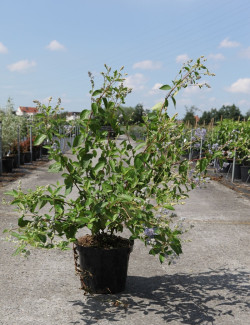 ceanothe-gloire-de-versailles-ceanothus-delilianus-gloire-de-versailles-4.jpg