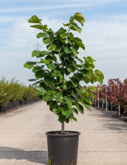 CERCIS chinensis AVONDALE En pot de 15-20 litres buisson hauteur 080-100 cm