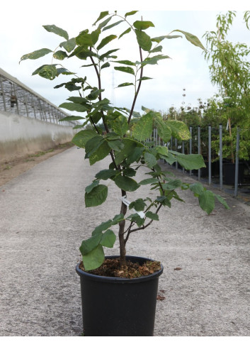 CLADRASTIS kentukea En pot de 15-20 litres