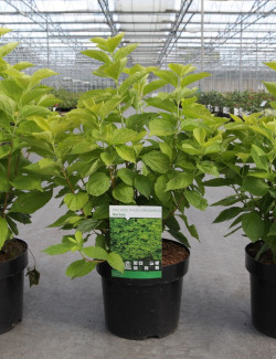 PHILADELPHUS coronarius AUREUS En pot de 3-4 litres buisson hauteur 040-060 cm
