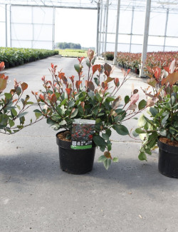PHOTINIA fraseri LITTLE RED ROBIN En pot de 4-5 litres